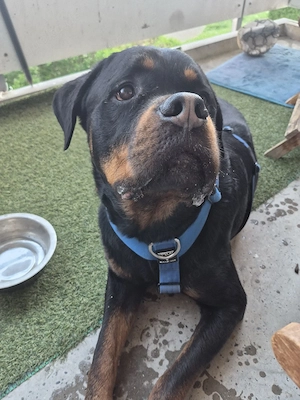 rottweiler 