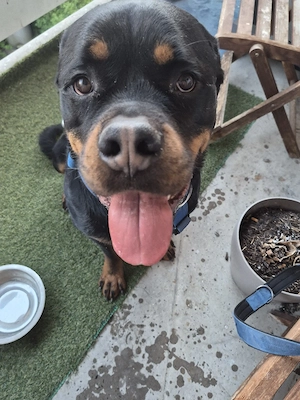 rottweiler in gute hände zu verkaufen notabgabe 