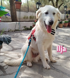 Ilja, 10 25 - Schneeweißchen sucht Familie