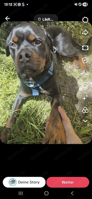 rottweiler in gute hände zu verkaufen notabgabe 