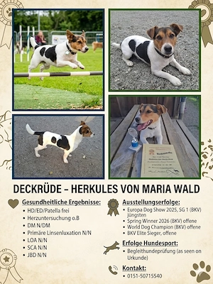 Deckrüde - Jack Russel Terrier