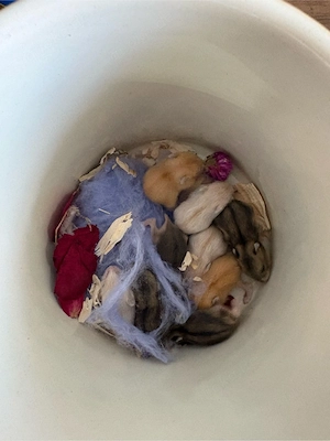 zwerghamster Dsungarische Zwerghamster Babys