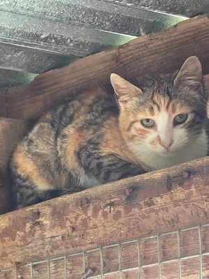 Kitten Katze Kastriert Tierschutz Bundesweite Vermittlung 