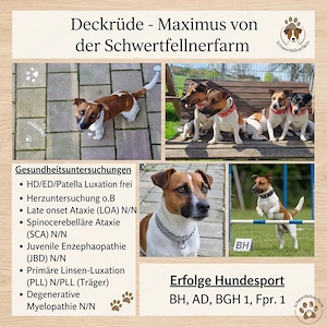 Jack Russel Terrier - Deckrüde