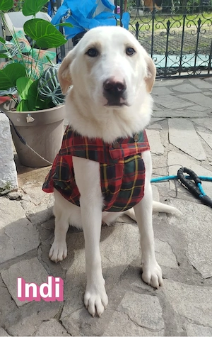 Indi, 10 25 - Zuckerschnute sucht Zuhause