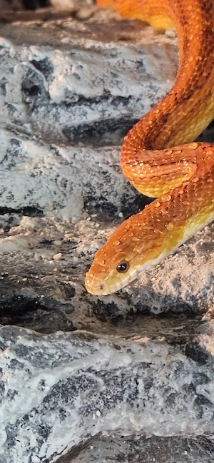 Prachtvolle Kornnatter-Dame "Nagini" (150 cm) inkl. Terrarium (140x63x83)