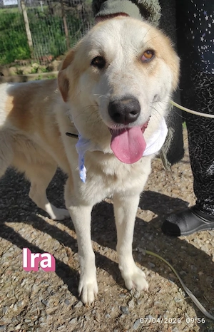 Ira, 12 24 - lebensfrohe Hündin sucht Familie