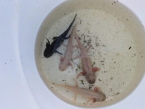 DNZ - Axolotl 05.2025 Bild 2