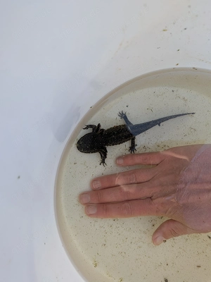 DNZ - Axolotl 05.2025