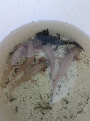 DNZ - Axolotl 05.2025 Bild 4