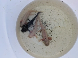 DNZ - Axolotl 05.2025 Bild 3