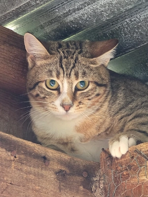 Kitten Katze Kater Tierschutz Bundesweite Vermittlung  Bild 3