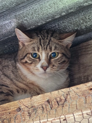 Kitten Katze Kater Tierschutz Bundesweite Vermittlung 