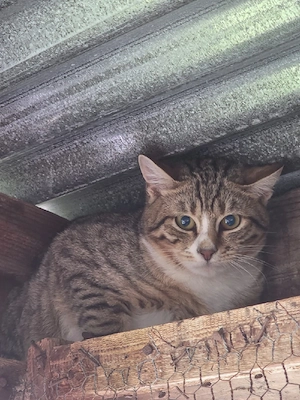 Kitten Katze Kater Tierschutz Bundesweite Vermittlung  Bild 2