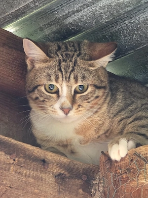 Kitten Katze Kater Tierschutz Bundesweite Vermittlung  Bild 4