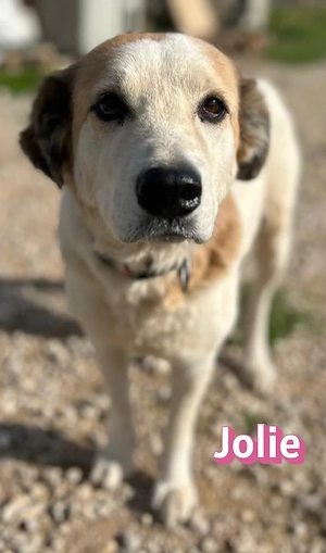 Jolie, 08 24 - sanfte Hündin sucht Familie