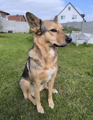 Maja sucht ein ruhiges Zuhause mit klarer Führung