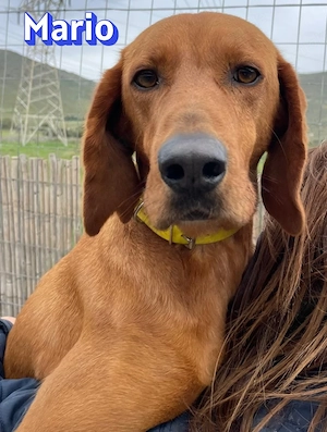 Mario, 12 23 - loyaler liebevoller Sportler sucht seine Menschen