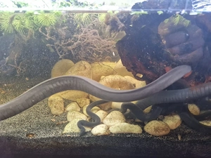 Rarität: Junge Schwimmwühlen (Typhlonectes natans) aus eigener Nachzucht