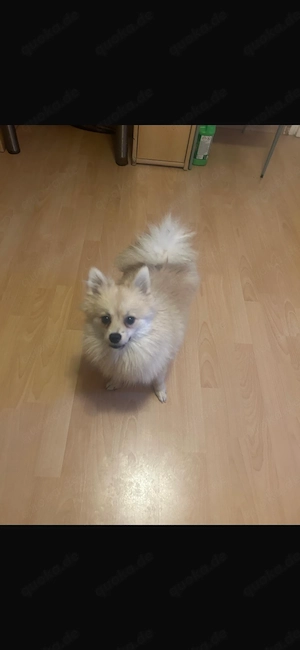 Pomeranian welpen hund Zu Verkaufen