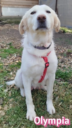 Olympia, 03 24 - liebevolle Mama sucht ihre Menschen