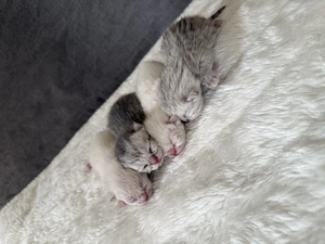 4 Kitten BKH Weiß und grau