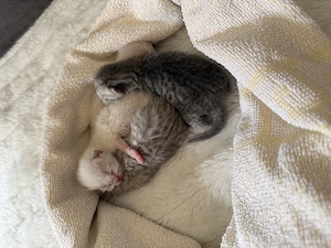 4 Kitten BKH Weiß und grau