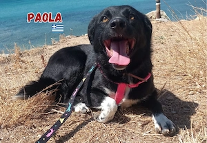 Paola, 08 23 - lebensfrohe Hündin sucht Familie
