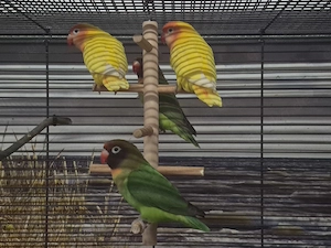 Agarponiden suchen neuen Körnergeber