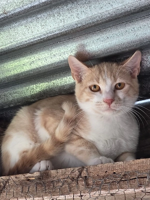 Katze Kater Tierschutz Bundesweite Vermittlung 