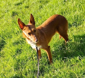 NICKI      zerbrechlich, leise, tapfer