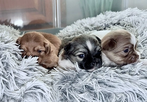 Chihuahua pekinese Welpen 