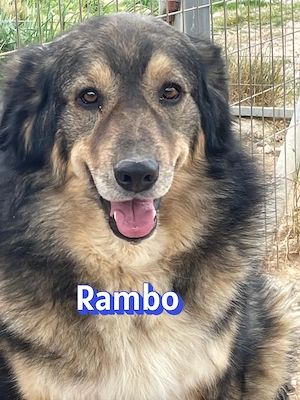 Rambo, 01 22 - süßes Pummelchen sucht Abnehmhilfe