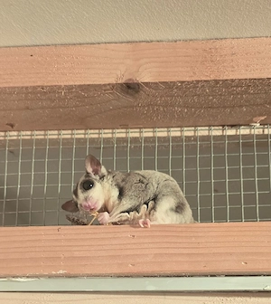 sugar glider  Männchen 