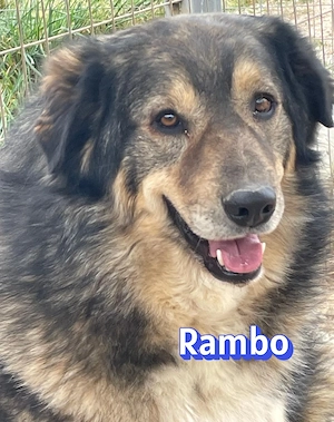 Rambo, 04 22 - sanfter Wuschel wartet in 91413 Unternesselbach