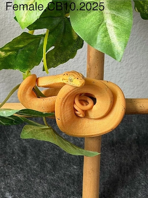 Corallus Hortulanus Nz 25