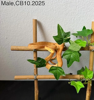 Corallus Hortulanus Nz 25