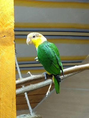 Rostkappenpapagei Weibchen von Mai 2025 zu verkaufen 