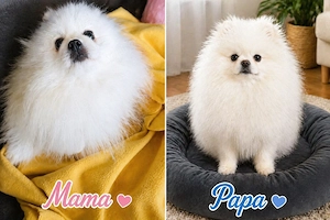 Pomeranian Mädchen mit Stammbaum   kleine Sandy sucht ihr Zuhause 