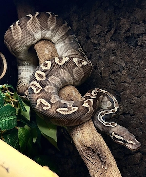 Königspython (Python Regius)