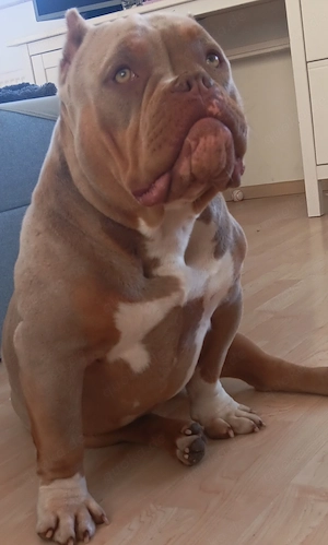 America bully Weibchen 