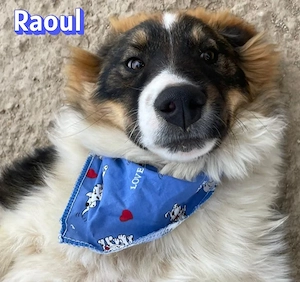 Raoul, 11 25 - süßer Löwenkopf sucht Familie