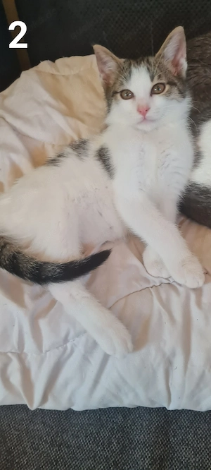 verspielte Kitten abzugeben