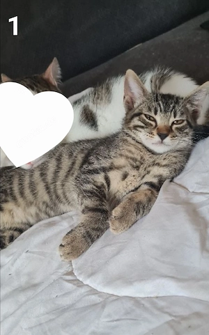 verspielte Kitten abzugeben