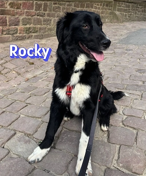 Rocky, 10 25 - wartet in 67117 Heidelberg auf seine Chance