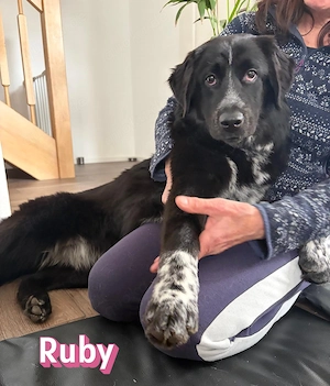 Ruby, 10 25 - wartet in 67454 Haßloch Pfalz auf ihre Menschen