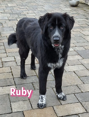 Ruby, 10 25 - wartet in 67454 Haßloch Pfalz auf ihre Menschen Bild 3