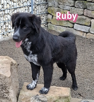 Ruby, 10 25 - wartet in 67454 Haßloch Pfalz auf ihre Menschen Bild 2
