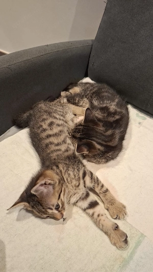 Zwei Ekh-Bengal-mix kitten nur zusammen abzugeben  Bild 6