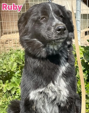 Ruby, 10 25 - wartet in 67454 Haßloch Pfalz auf ihre Menschen Bild 6